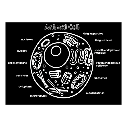 Animal Cell 12” x 17” Chalkboard Placemat