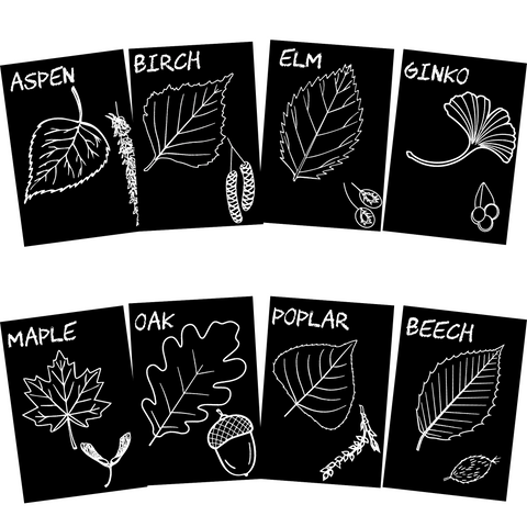 Leaf Identification Flash Card Set 5” x 7” Chalkboard Flash Cards