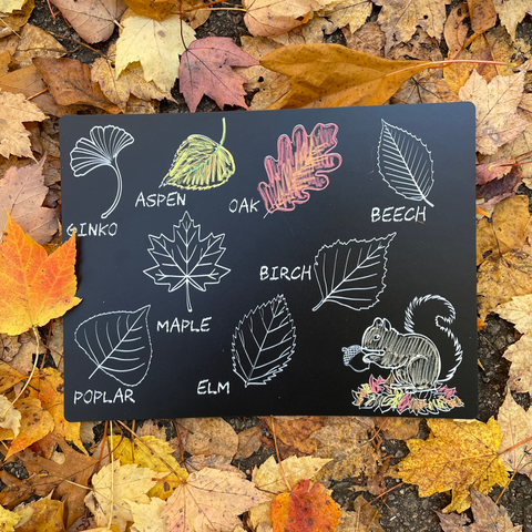 Leaf Identification 9x12 Travel Chalkboard Placemat