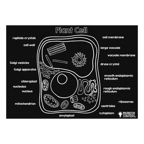 Plant Cell 12” x 17” Chalkboard Placemat